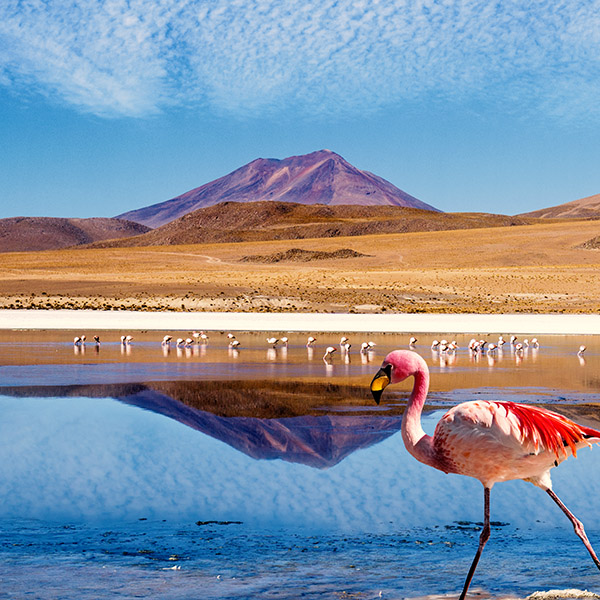 טיול מאורגן למדבריות האנדים